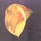 uniform experiment × ROBERT MAPPLETHORPE